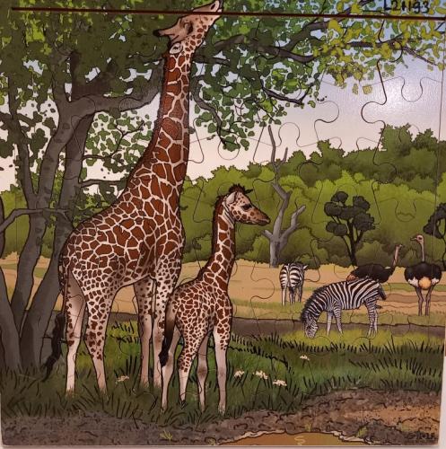 P0074 Giraffes